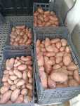 Batata Nova, cebola nova, carvão vegetal