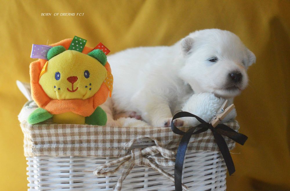 Samoyed/Samojed ZKwP FCI.  Odbior Listopad - suczka