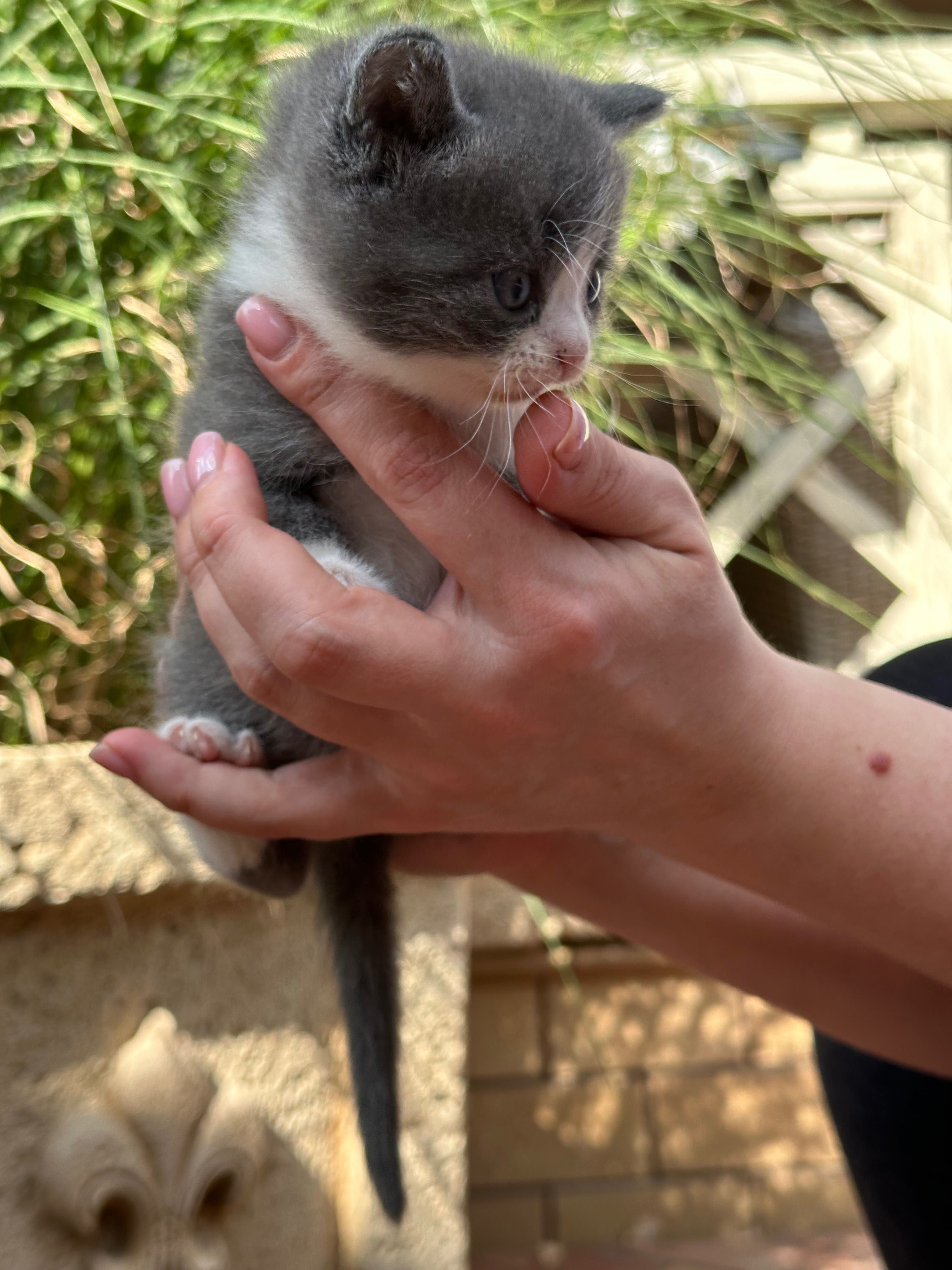 Маленьке кошеня.