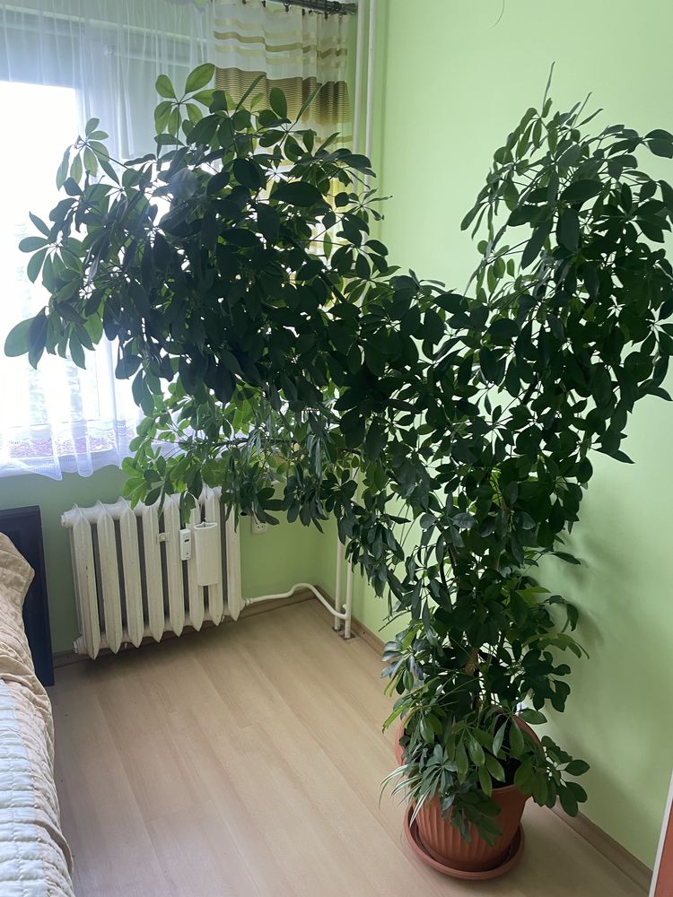 Szeflera drzewkowata Arbolicora Compacta, roślina do salonu. Ustka