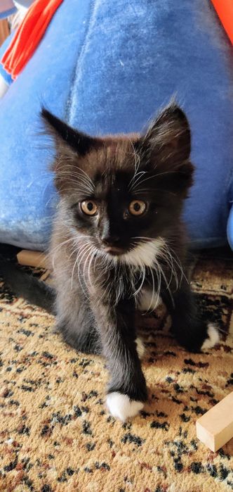 Віддам кошеня в добрі руки