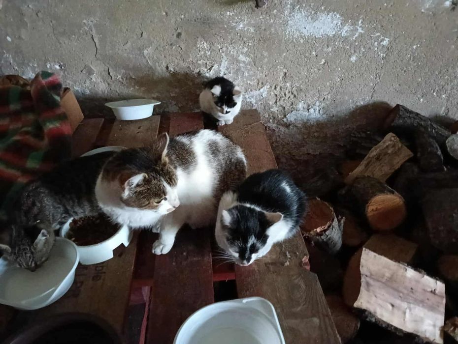 Kocięta w zimnej stodole