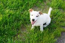 Genialne Jack Russell Terriery