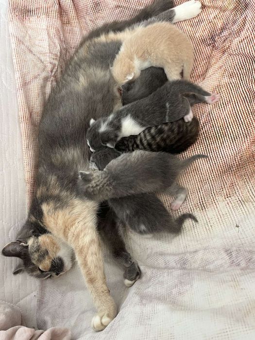 Віддам в хороші руки трьох кошенят від киці британської породи всі дет