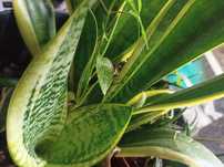 Planta língua de sogra (Sansevieria trifasciata “Laurentii”)
