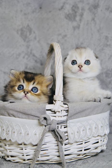 Кошенята породи Золота Шиншила