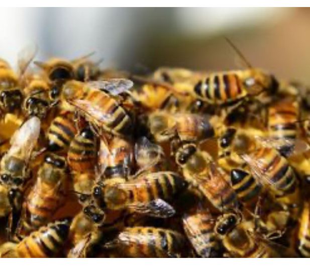 Продам рої бджіл та відводи бджіл