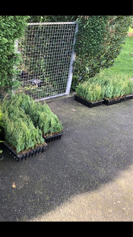 Cipreste ideal para abrigar o seu jardim, a sua casa, resistentes .