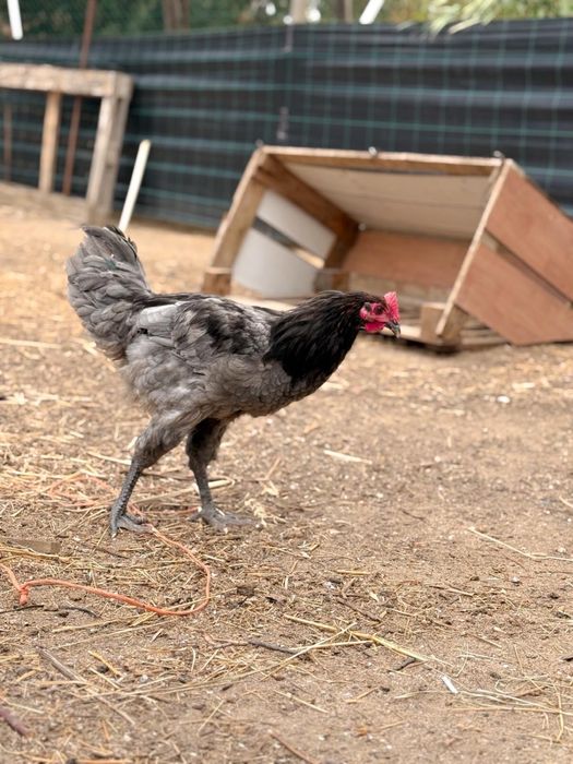 Galo da raça jersey