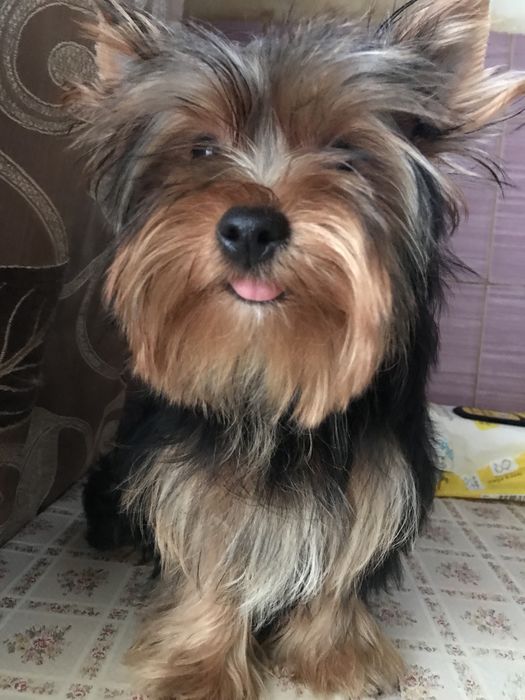 Сука йоркширського тер‘єра