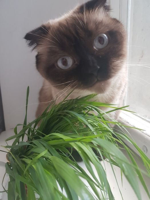 Дрессировка собак Харьков: коррекция, передержка  кошек и собак