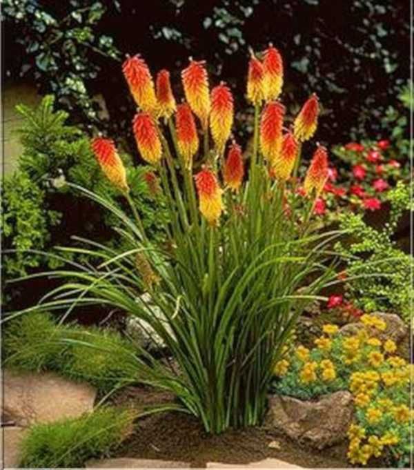 TRYTOMA GRONIASTA Kniphofia - sadzonki w doniczkach
