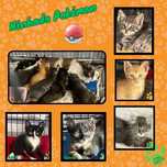 Gatos bebés para adotar