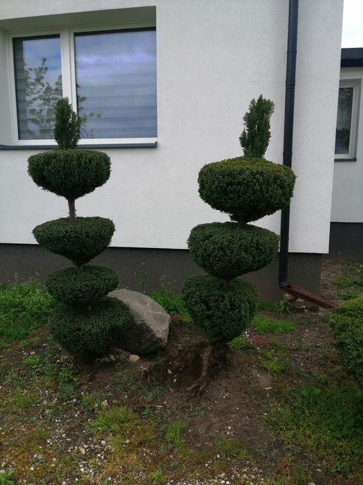 Drzewka Bonsai, iglaki, tuje, krzewy