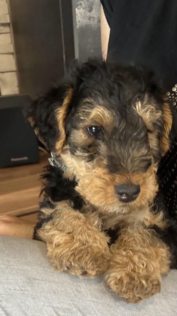 Terier Walijski ZKwP FCI Welsh Terrier szczeniaki