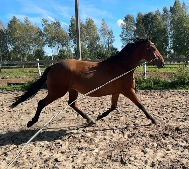 Wałach Wlkp/ poch.trak