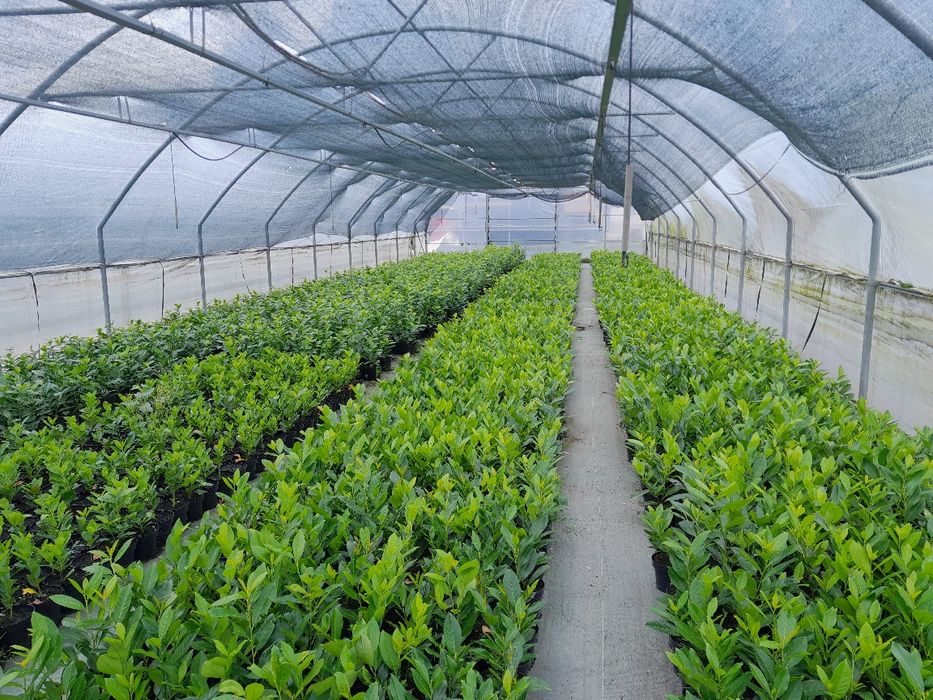 Laurowiśnia Warszawa transport gratis