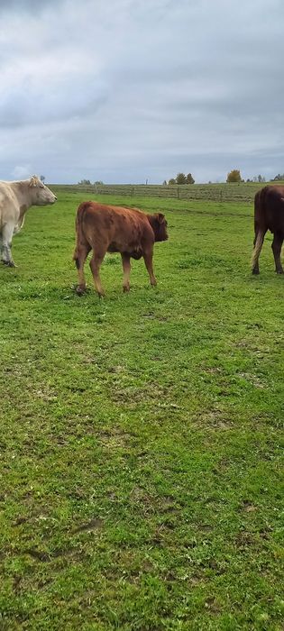 Odsadki byczki mięsne, simental