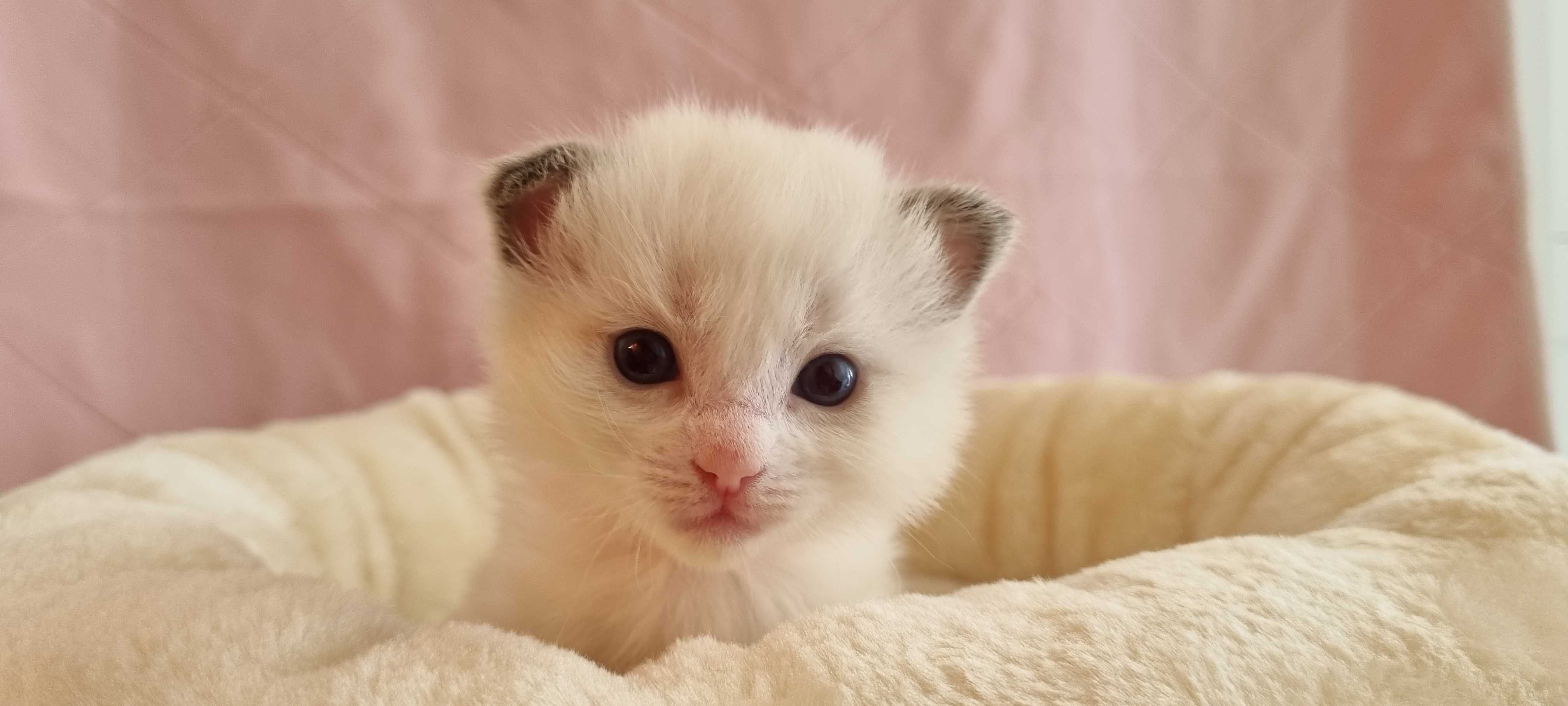 Kotka rasy Ragdoll, Bicolour blue z wyprawką!