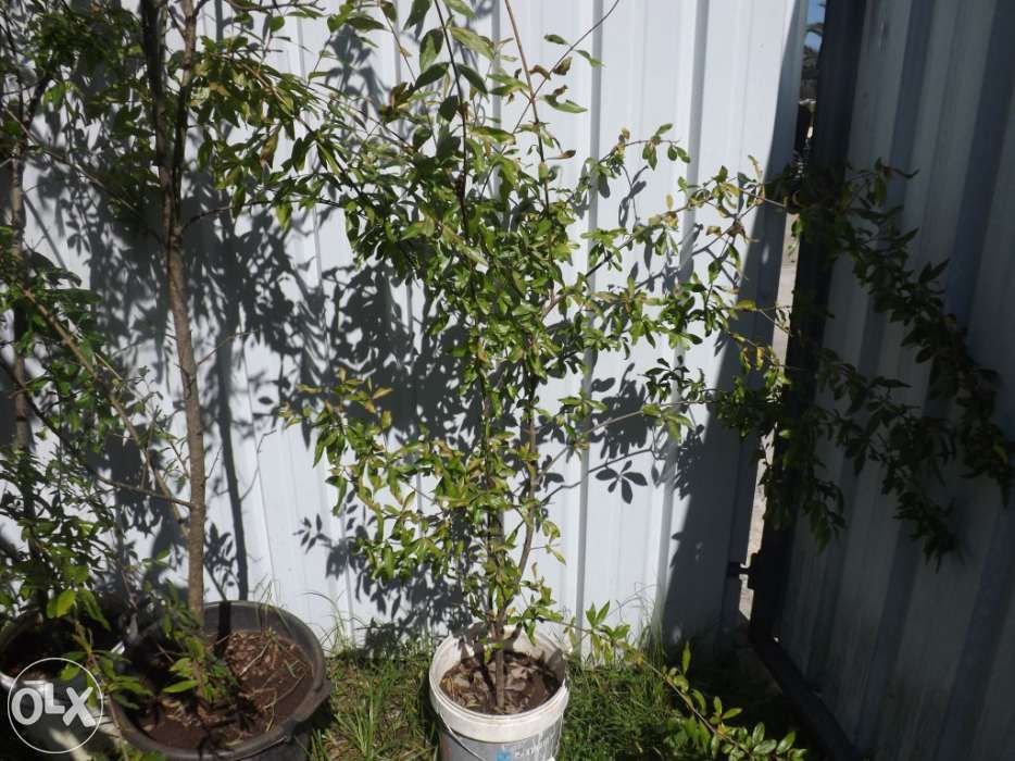 Arvore de romazeira