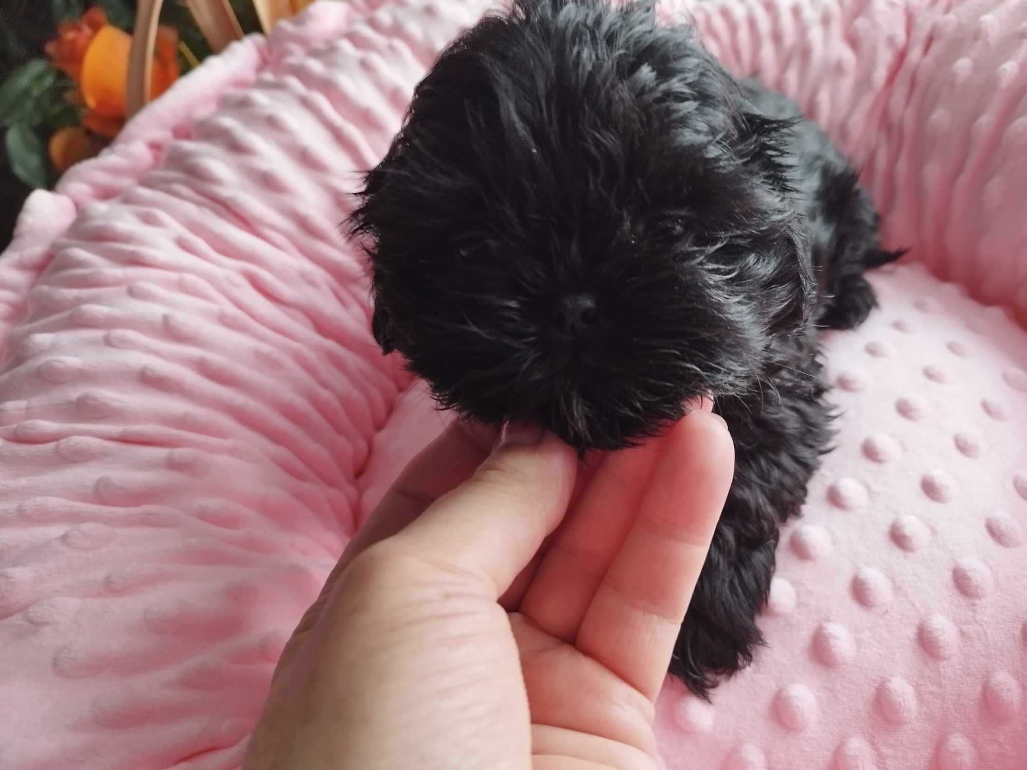 *** Shih Tzu Śliczny Czarny Chłopczyk Wielkości Yorka ***