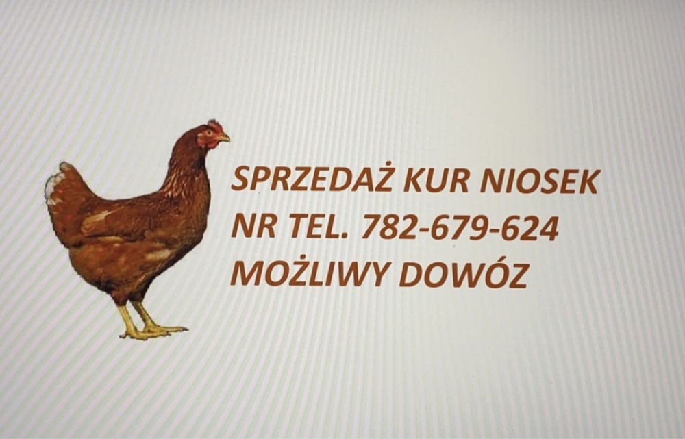 Młode Kury/kurki nioski ROSA (pełen pakiet szczepien)