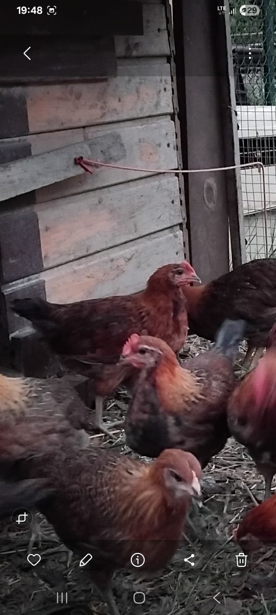 Kogut zielononóżki kuropatwowej