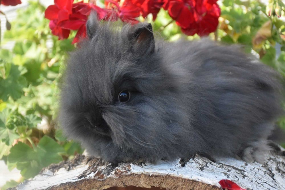 Karzełek Teddy / karzełek niderlandzki / karzełek baranek / mini lop