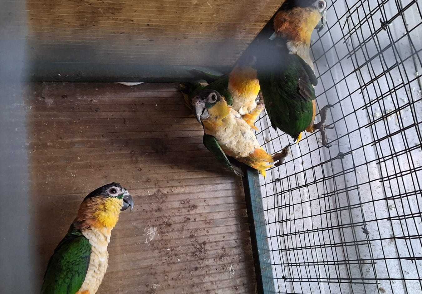 Marianinhas de cabeça preta