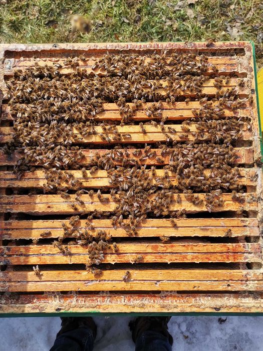 Rodziny pszczele pszczoły Wielkopolski MATKI Odklady