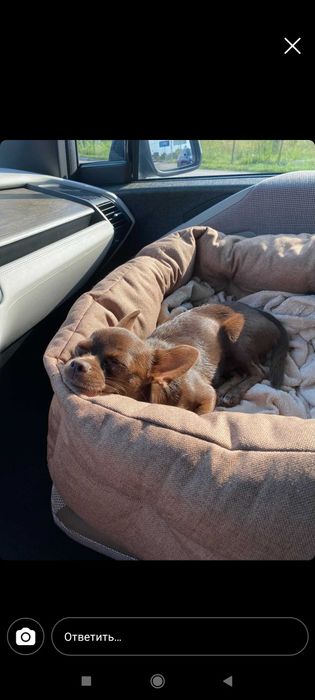 Автогамак - на заднє та переднє сидіння