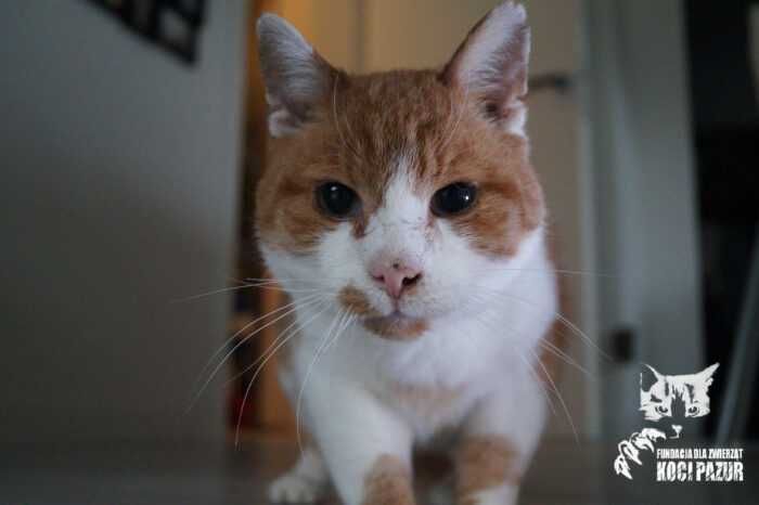 Chudy - kocur, kot, kotek do adopcji