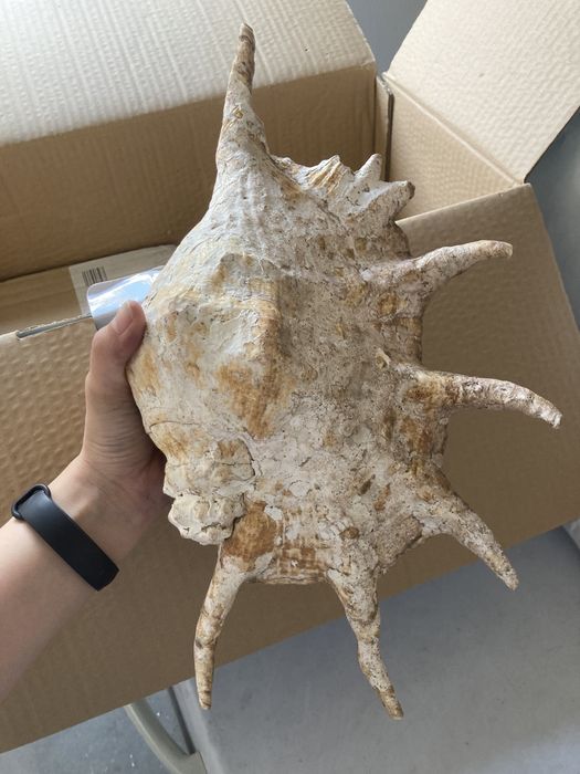 Vendo Buzios Angolanos