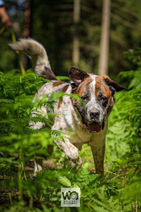 BOSS - w typie bernardyna