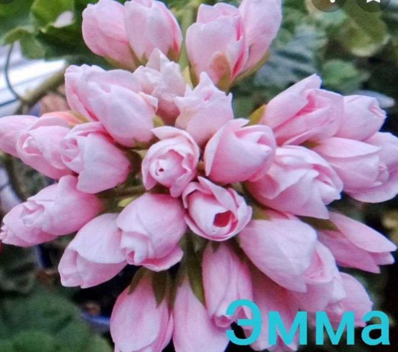 Пеларгония тюльпановидная