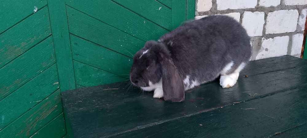 Продає молодняк французький  баран