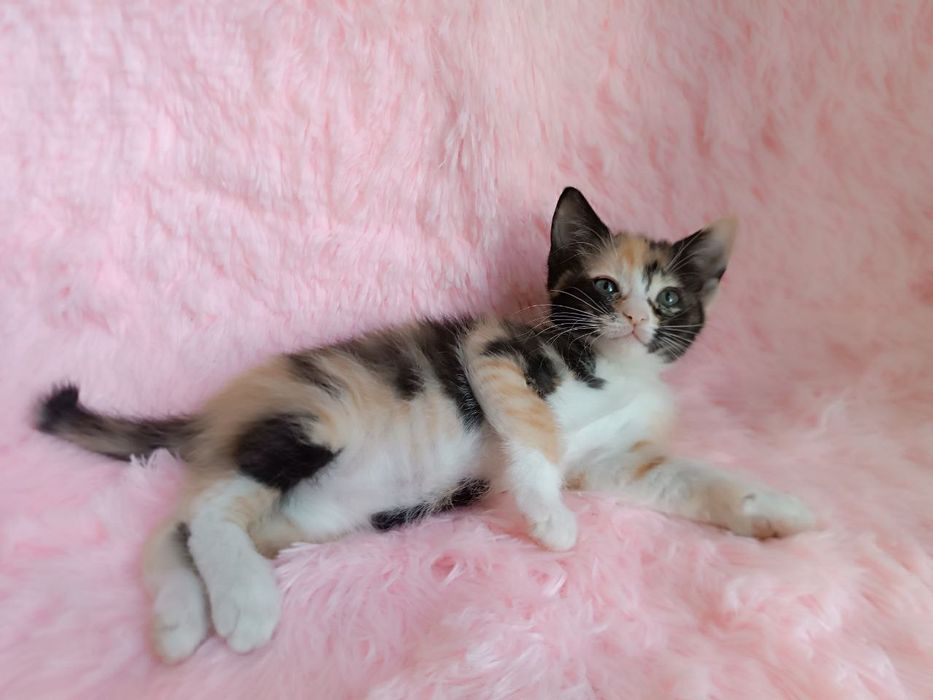 Котодівчинка чекає на найкращу родину