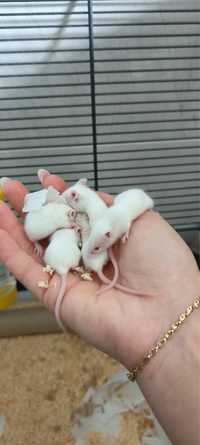 myszki mlode samce i samiczki