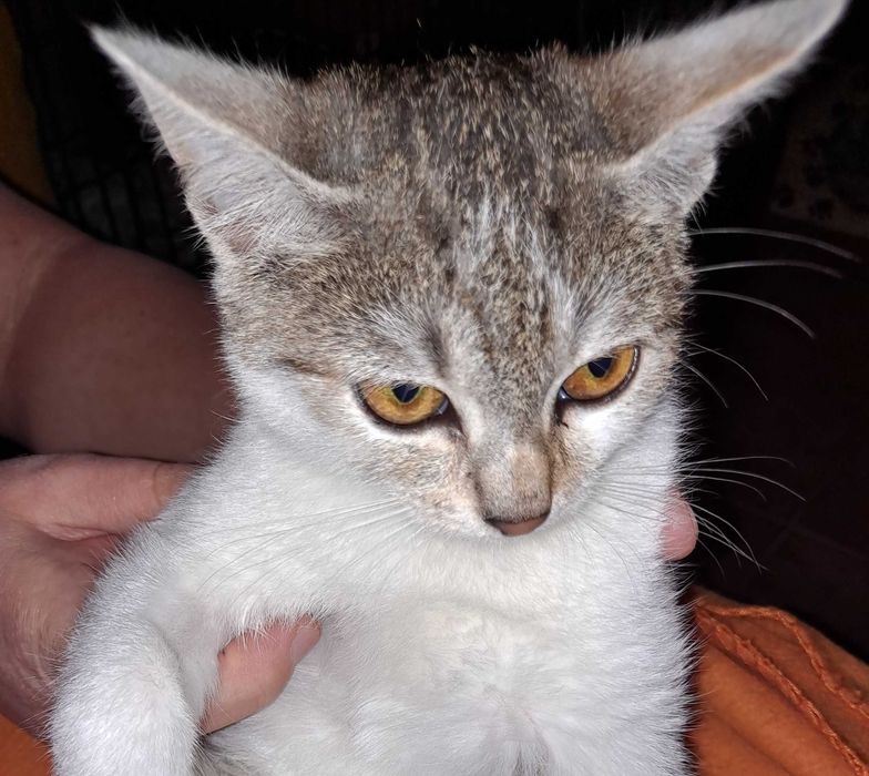 Drobniutka 2 kg koteczka do adopcji