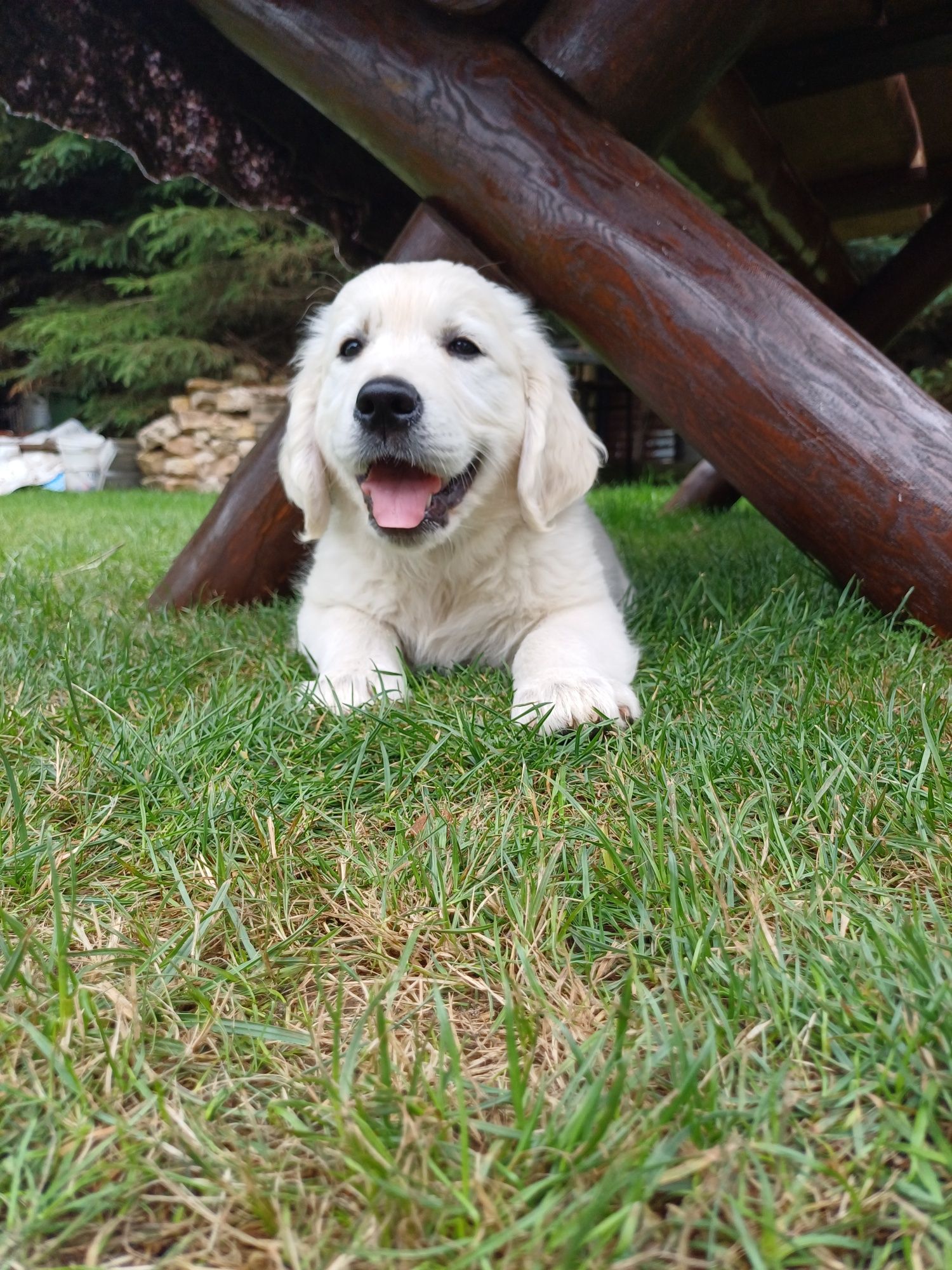 Gotowe do odbioru - Śliczny piesek szczeniak Golden Retriever,  ZKw