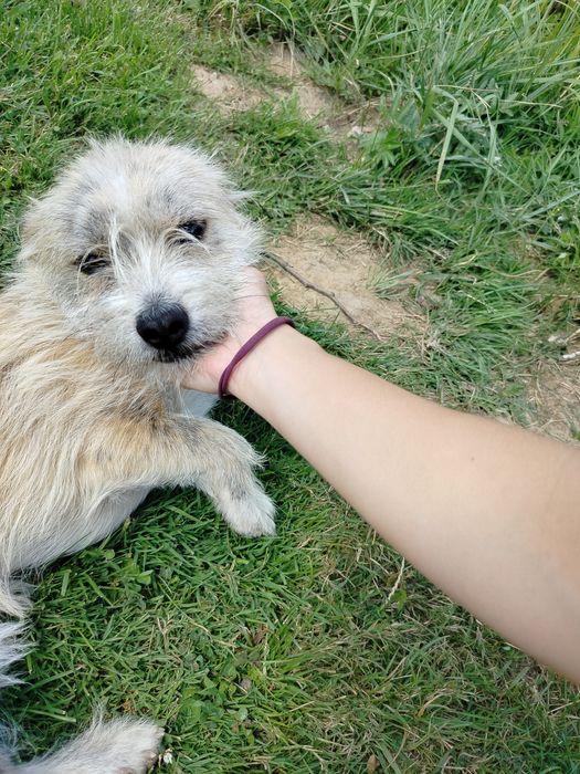 Pilnie oddam rocznego kundla