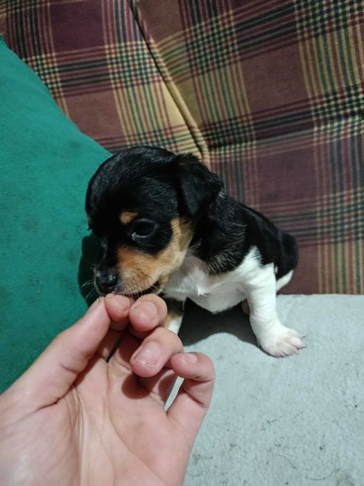 Cadelinhas meigas para adoção