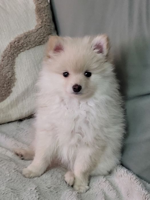 Spitz alemão cachorro