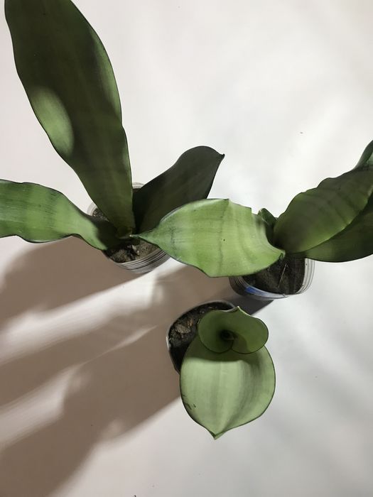 Продам сансевієрію ,,Муштайн,,