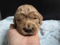 Gooldendoodle sunia f1 golden/ labrador / pudel średni