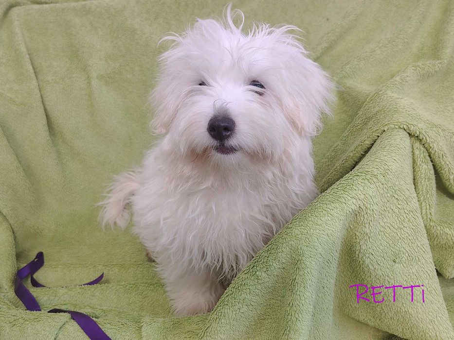 SAMIEC RETTI Coton De Tulear biały mały szczenię ZHPR UCI Kraków