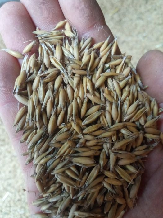 Sprzedam jęczmień, owies cena 45 zł za worek 50 kg