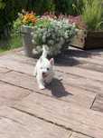 Sympatyczny West Highland White Terrier