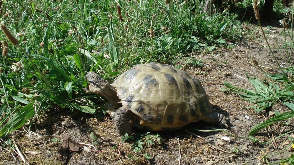 Zaginął żółw stepowy