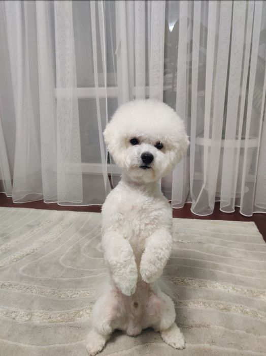 В'язка бішон фрізе